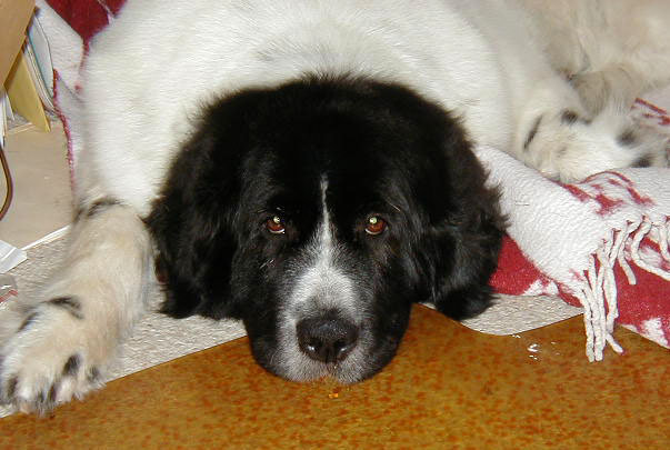 Photo: KD laying down in 'Newfie Rug' pose.