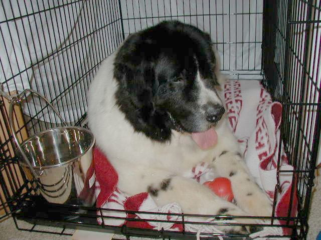 Photo: KD in her crate.